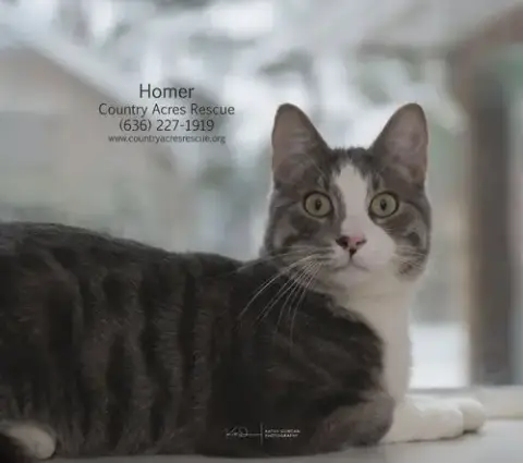 Homer photo 2
