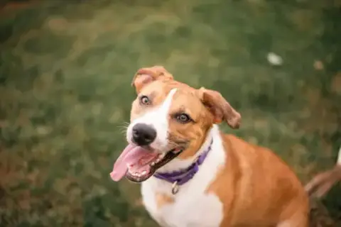 Kali