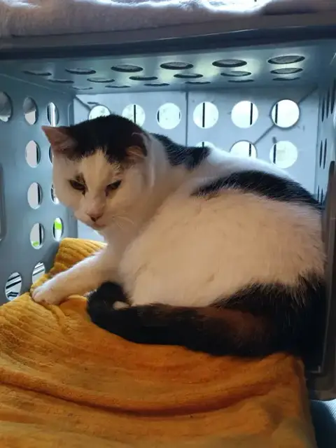 (Accc Courtesy Post) Peanut