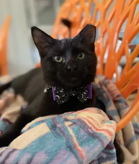 Dobby