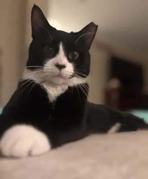 Tuxie