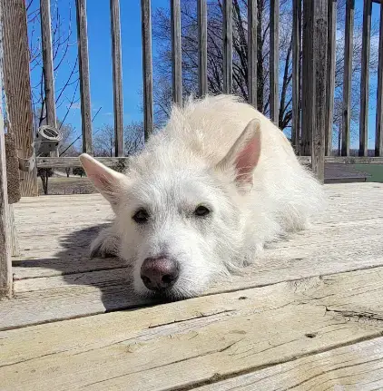 Polar photo 2