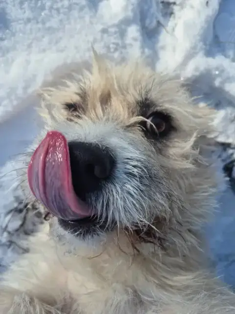 Herbert photo 2