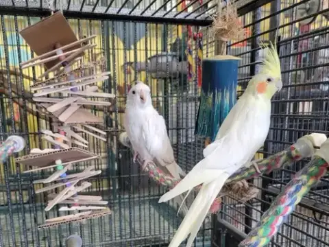 Elsa & Olaf