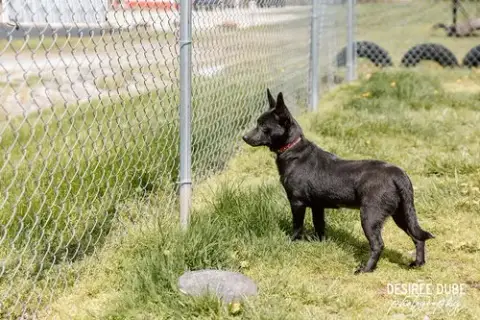 Glory Puppy photo 3