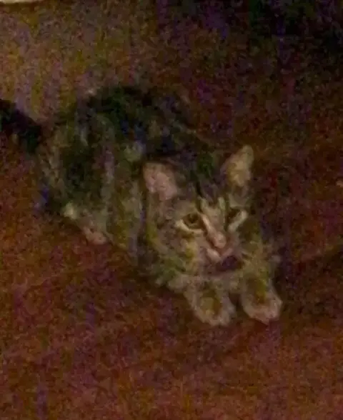 Tigra photo 3