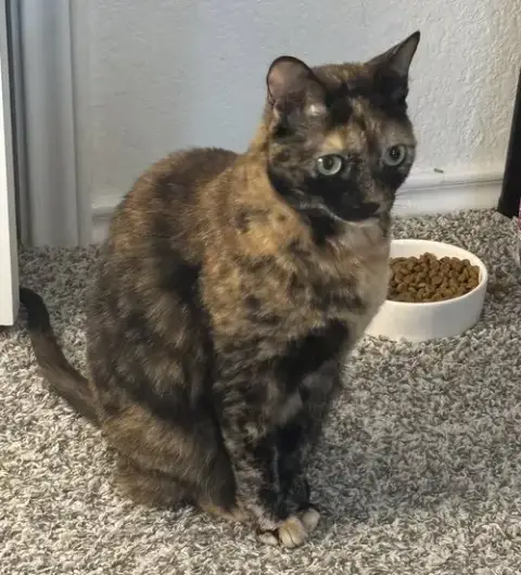 Molly-Sue