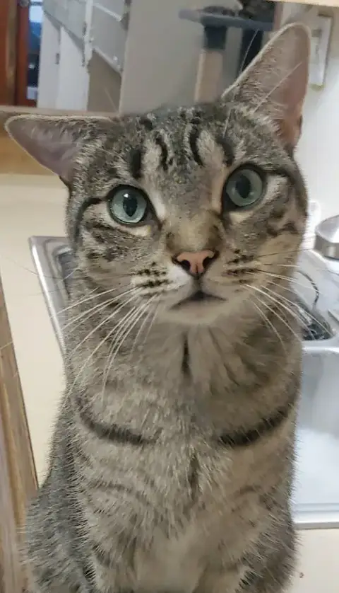Mochi