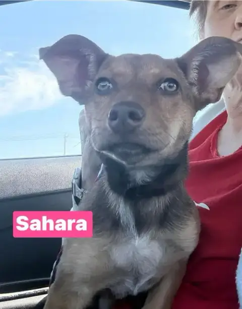 Jv Sahara