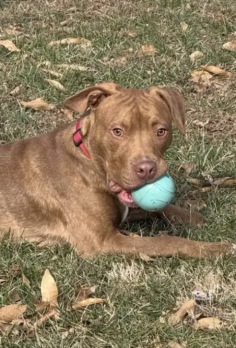 Gus