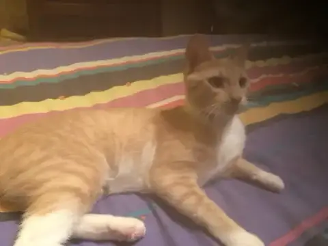 Peaches