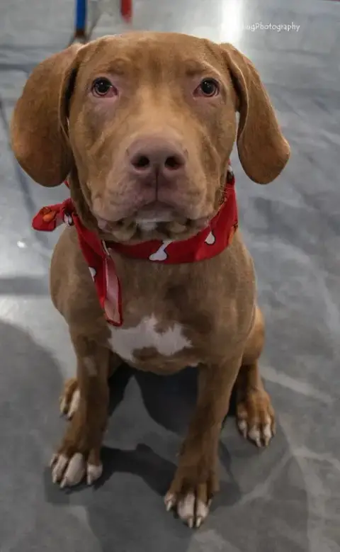 Reba