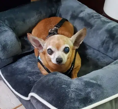 Coco photo 4