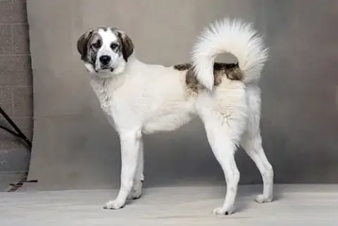 *Baxter