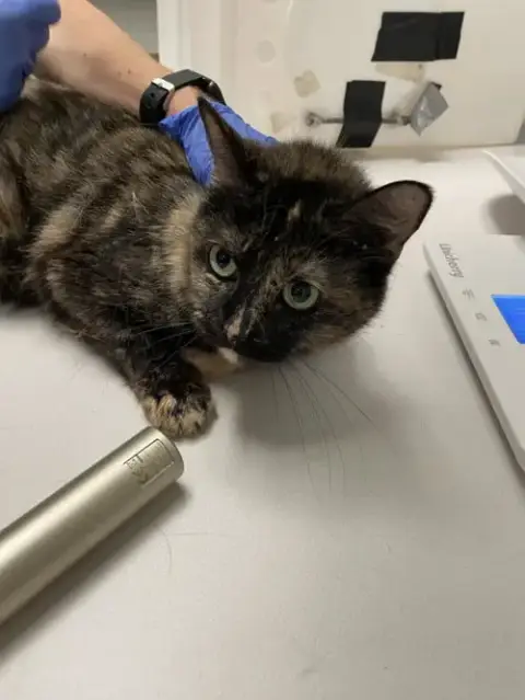 Zelda