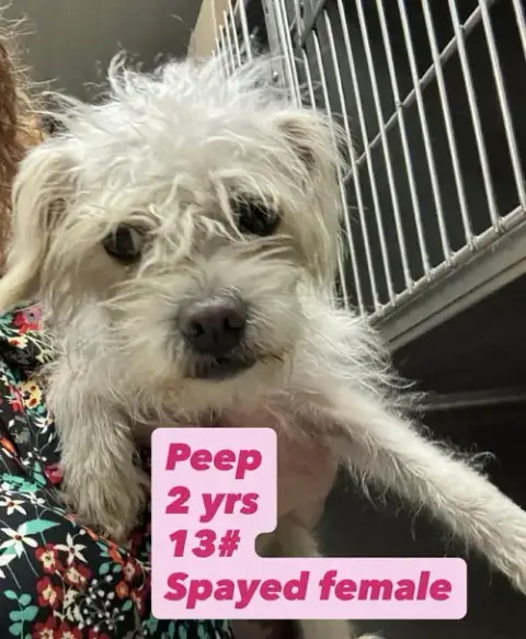 Peep photo 3