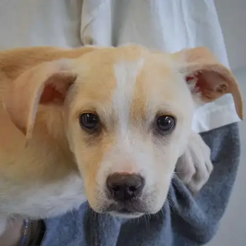 Delilah