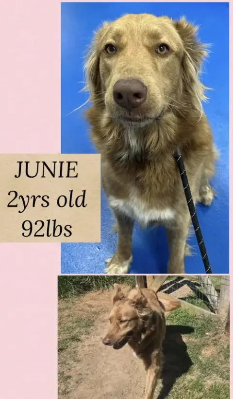Junie photo 5