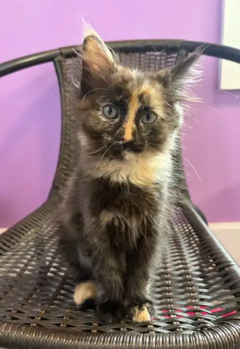 Isabella Bird * In Foster *