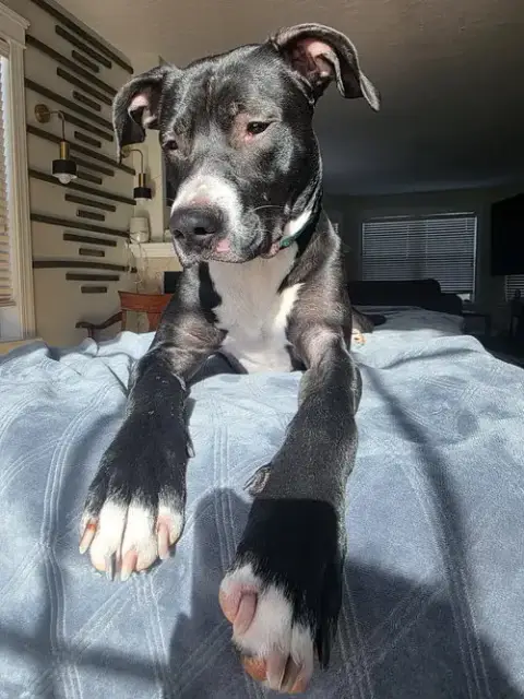 Prince photo 2