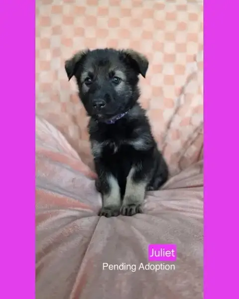 Juliet photo 3