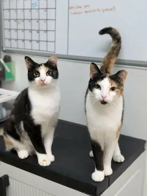 Zoey And Chloe