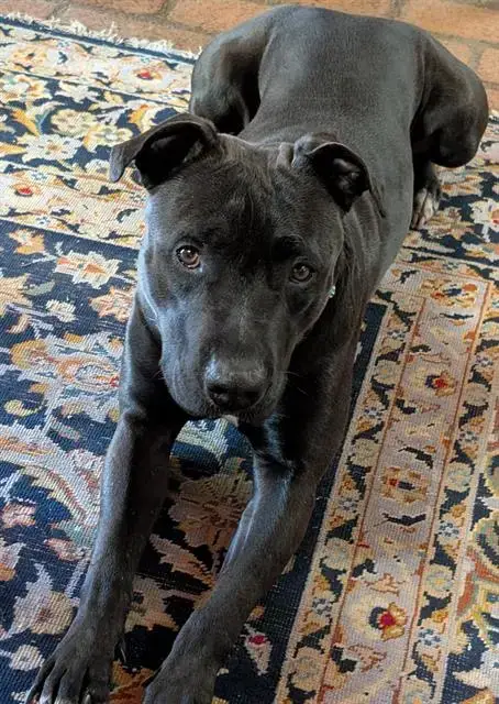 Samantha