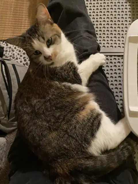 Callie photo 5