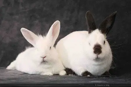 Sugar & Wrigley photo 4