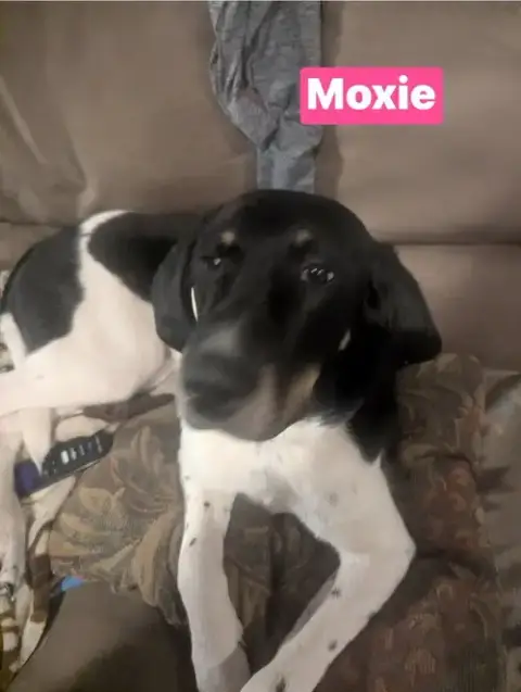 Moxie photo 3