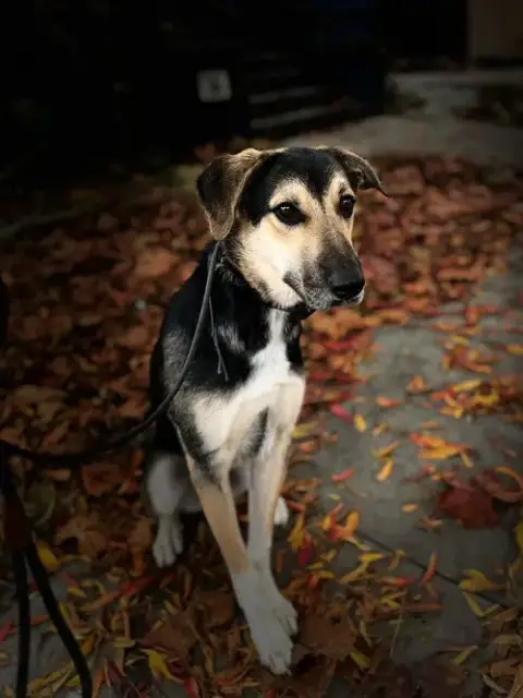 Jude