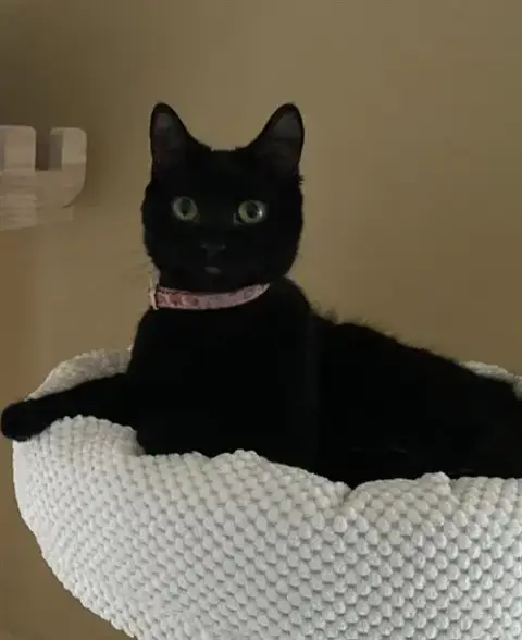Tess
