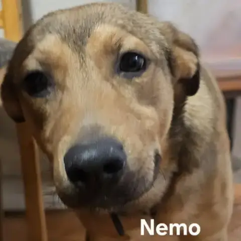Nemo photo 2