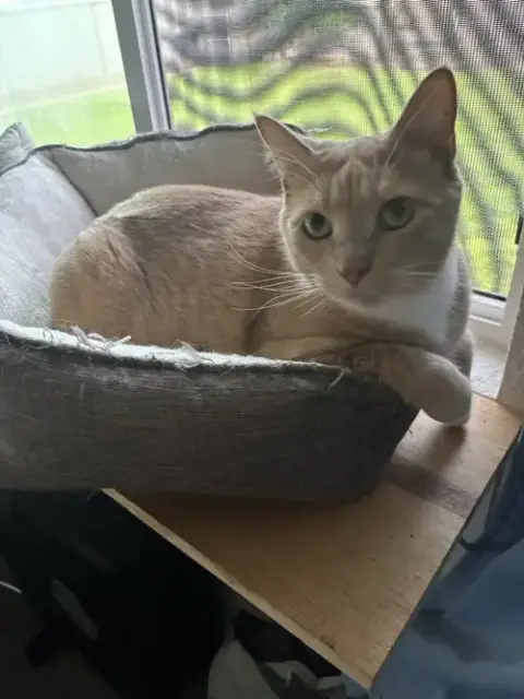 Loki photo 2