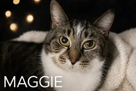 Maggie: Barn Cat