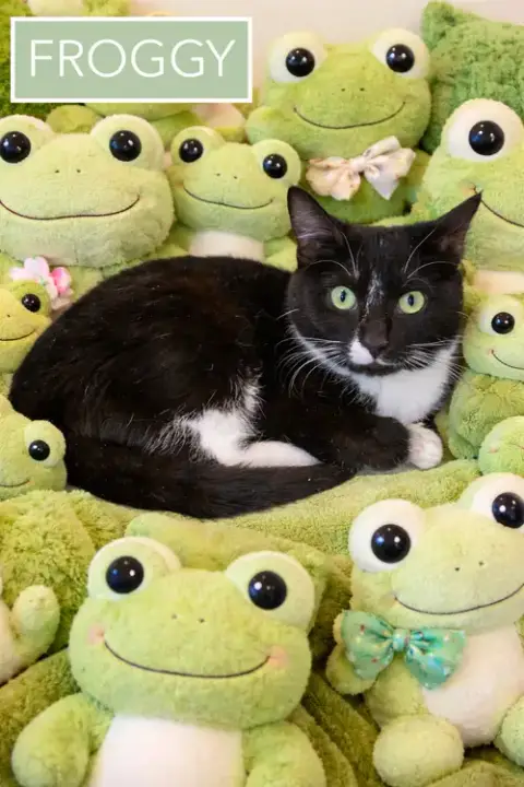 Froggy photo 2