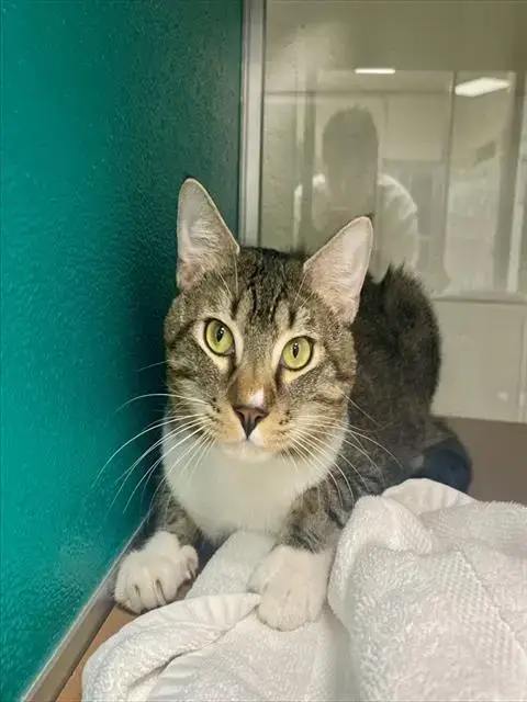 Loki
