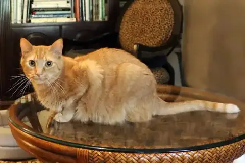 Mandarin photo 3