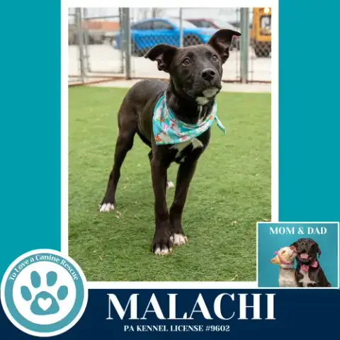 Malachi photo 4