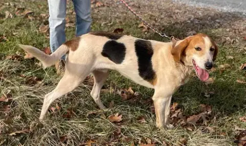 Gregory: Not At The Shelter photo 2