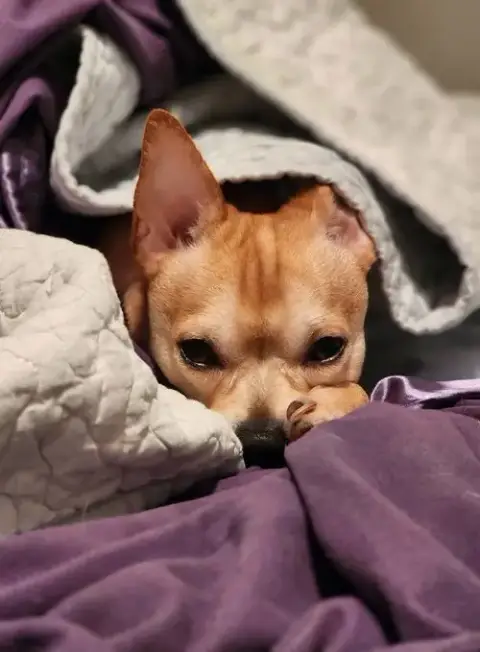 Winston photo 4