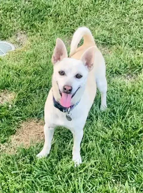 Toby