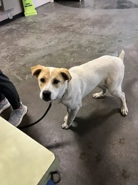 Lilah