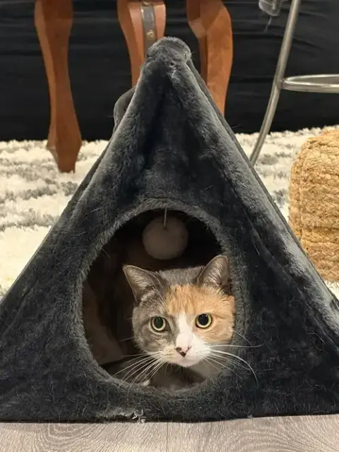 Ziva