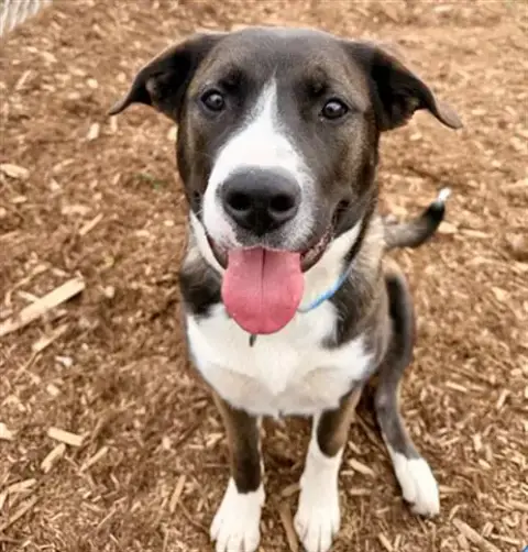 Nala