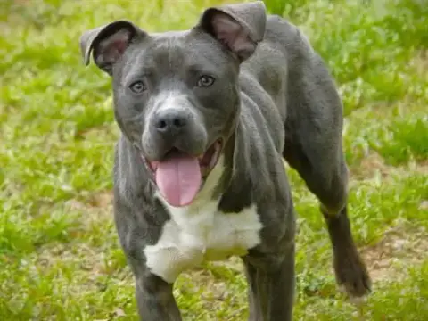 Roscoe