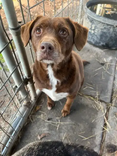 Bosco