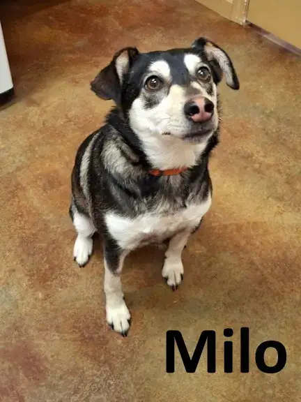 Milo photo 3