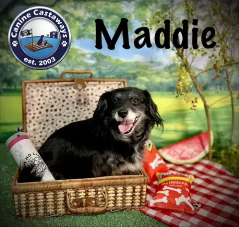 Maddie photo 3
