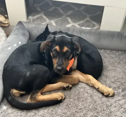 Zola Dd photo 4